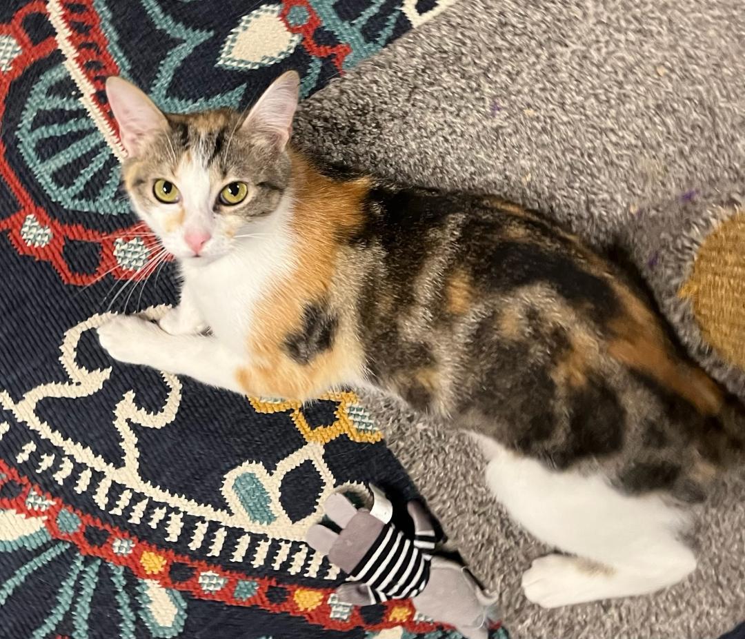 Penelope-i'm A Caliby (calico/tabby)!!! thumbnail 2