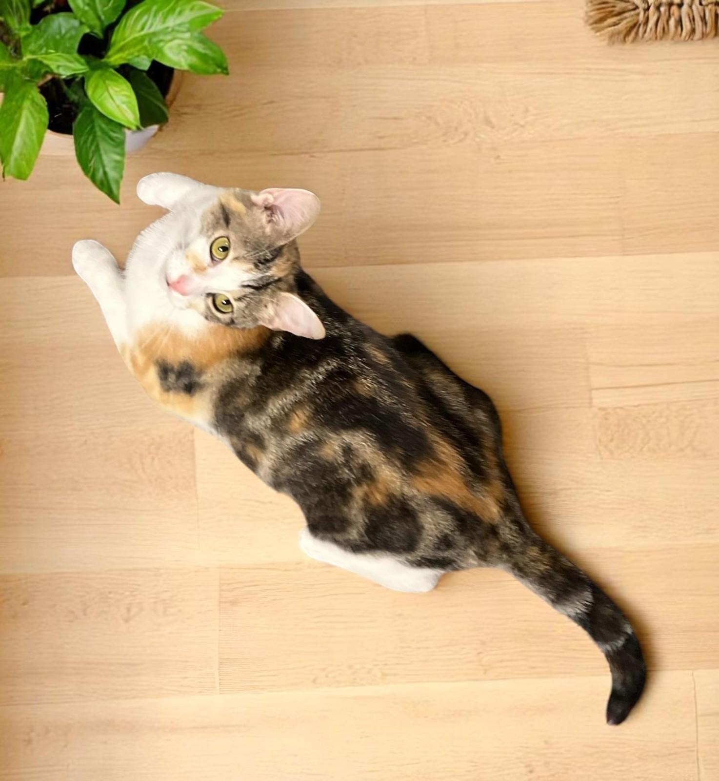 Penelope-i'm A Caliby (calico/tabby)!!! thumbnail 5