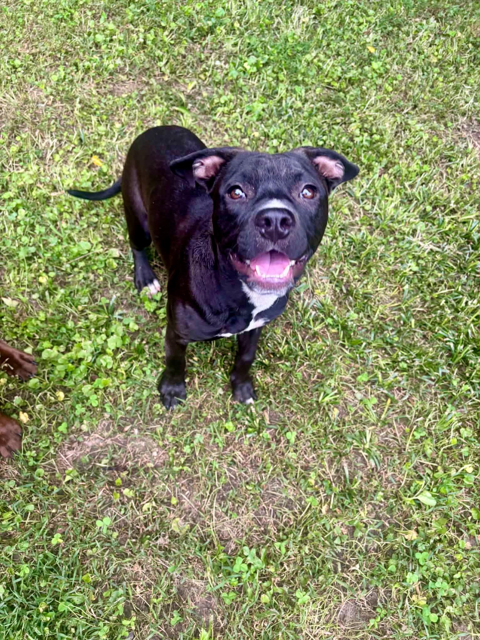 Enlarge Roxy, an adopted mixed breed in Brattleboro , VT image 3/6