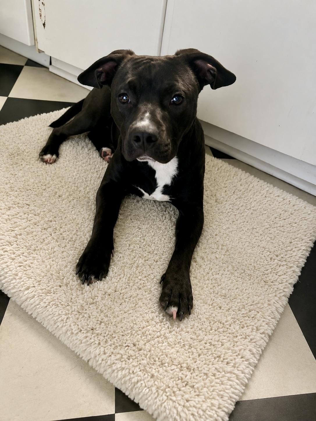 Enlarge Roxy, an adopted mixed breed in Brattleboro , VT image 1/6