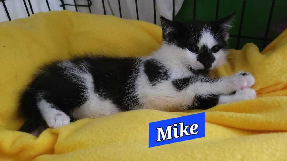 Enlarge Mike, a Adoptable mixed breed in Jessup, MD image 1/2