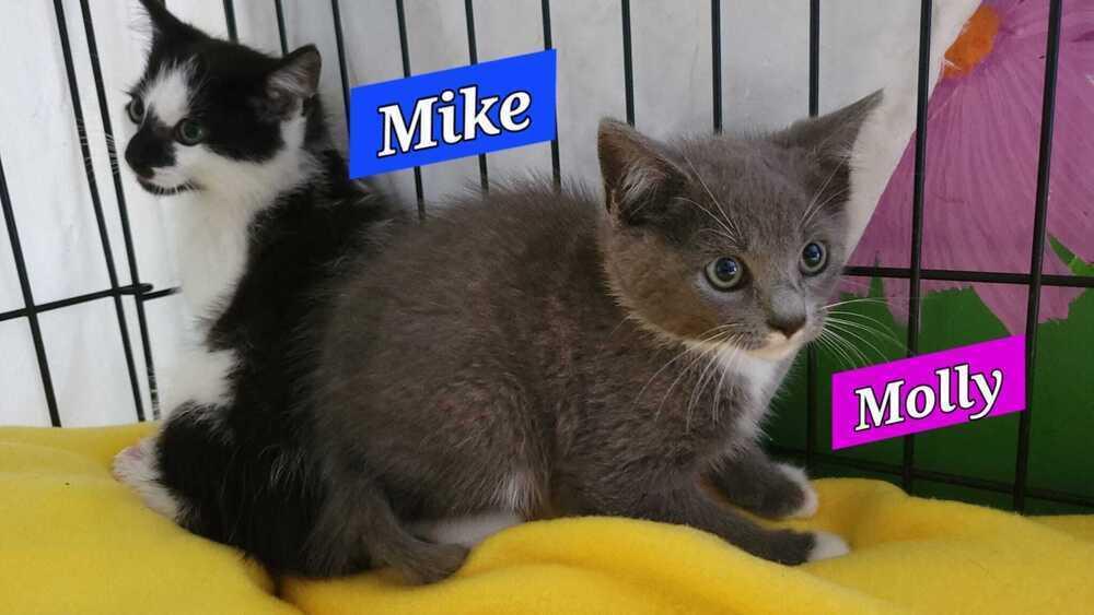 Enlarge Mike, a Adoptable mixed breed in Jessup, MD image 2/2