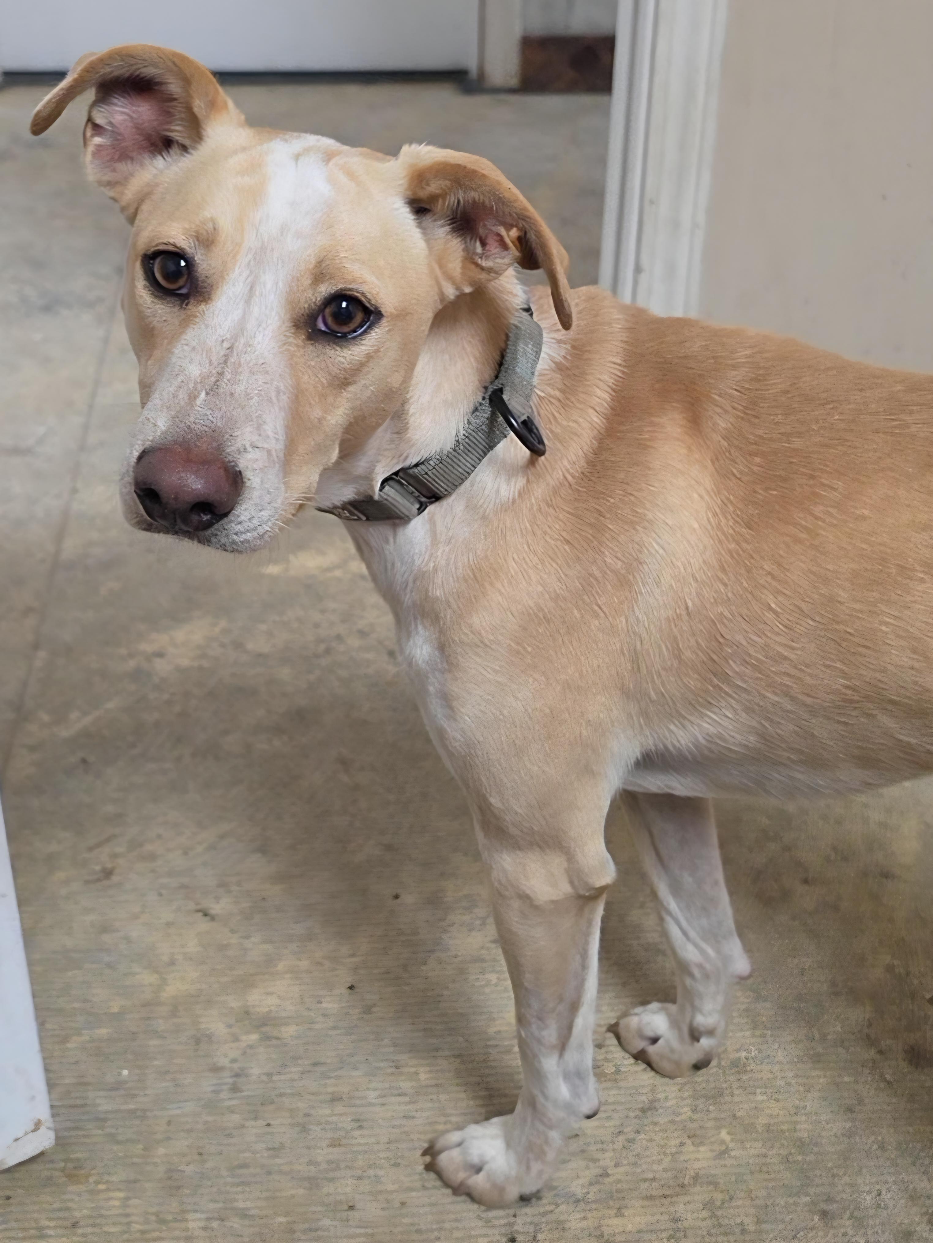 Enlarge Payton, a Adoptable mixed breed in LaGrange, IN image 4/6