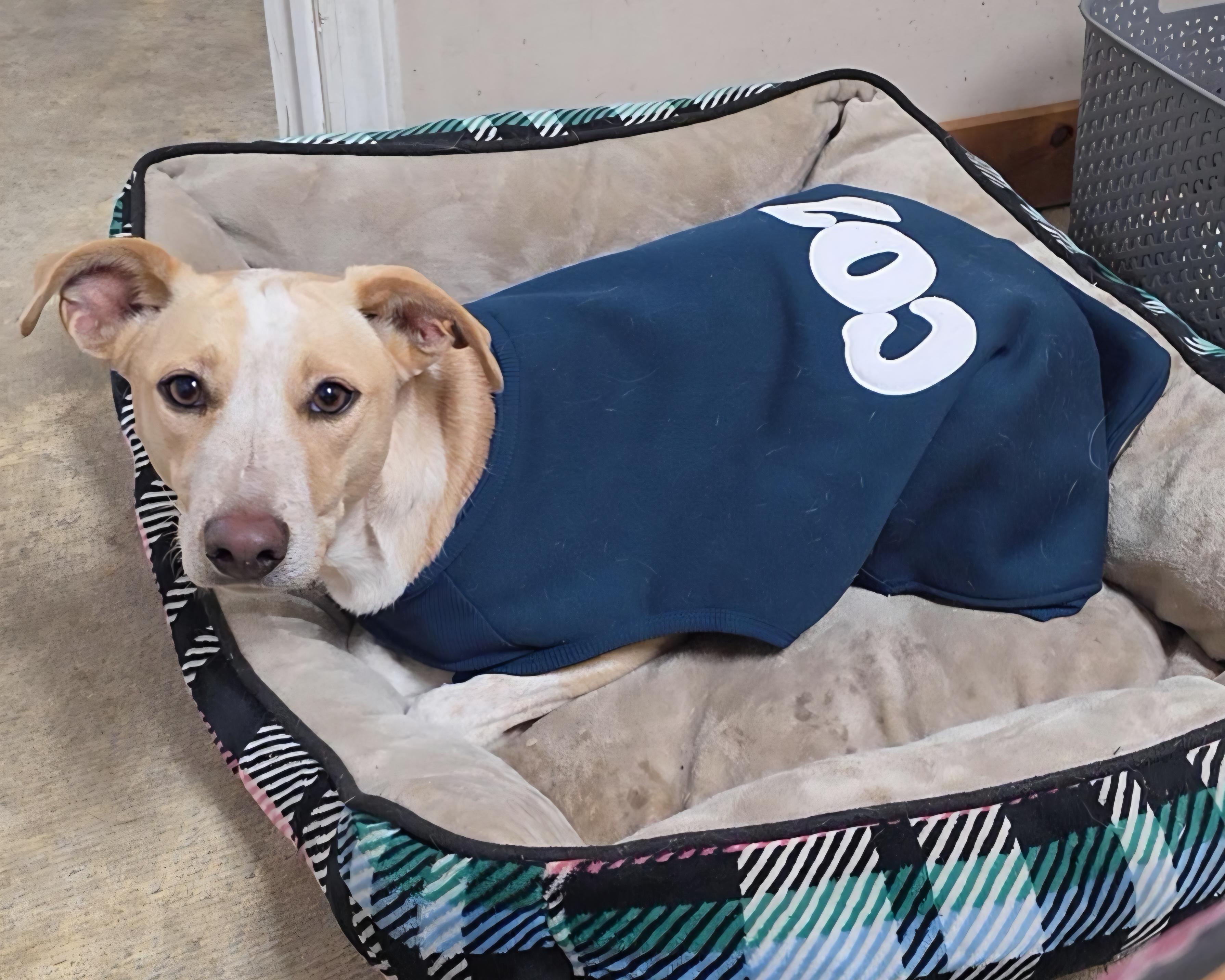 Enlarge Payton, a Adoptable mixed breed in LaGrange, IN image 2/6