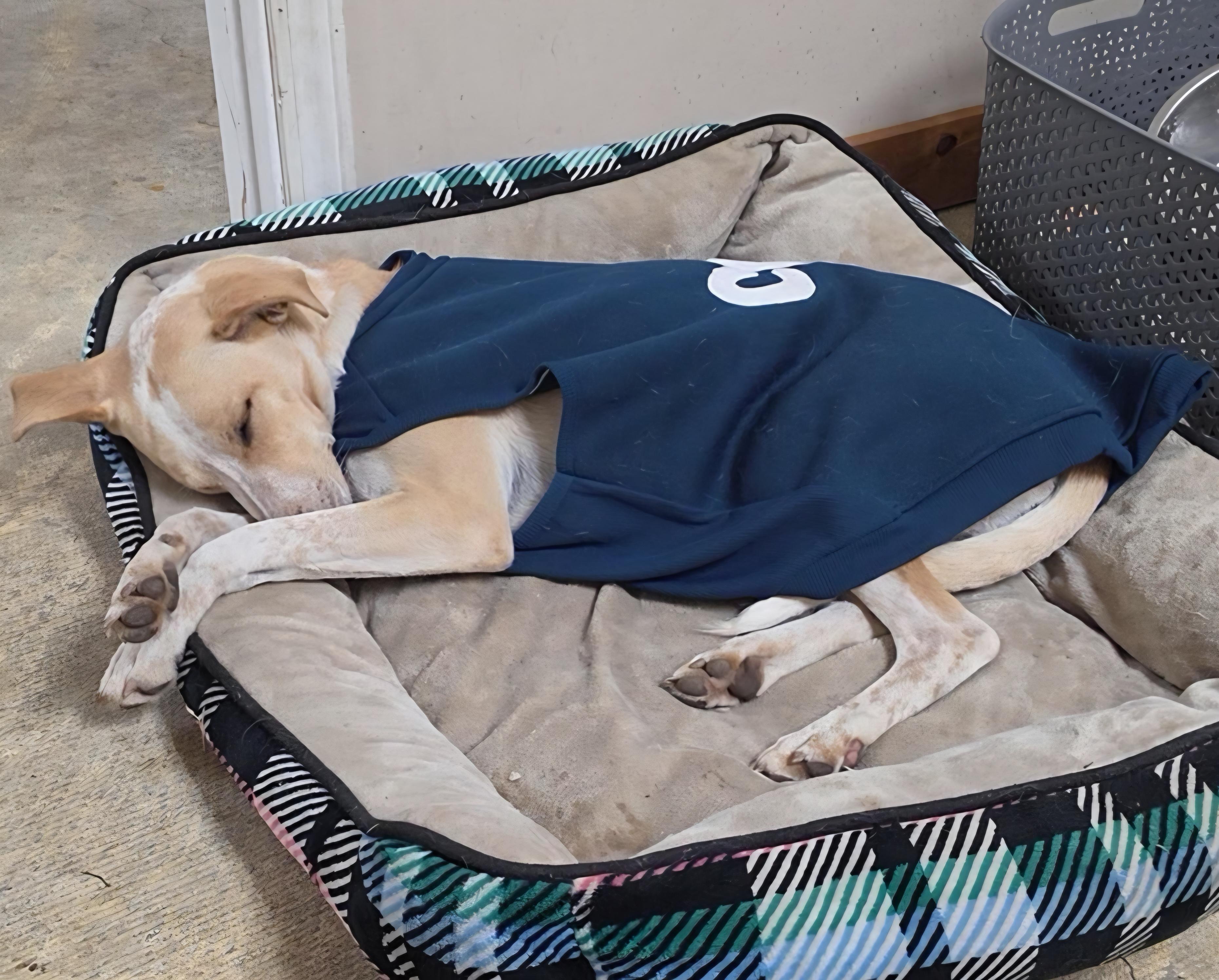 Enlarge Payton, a Adoptable mixed breed in LaGrange, IN image 5/6