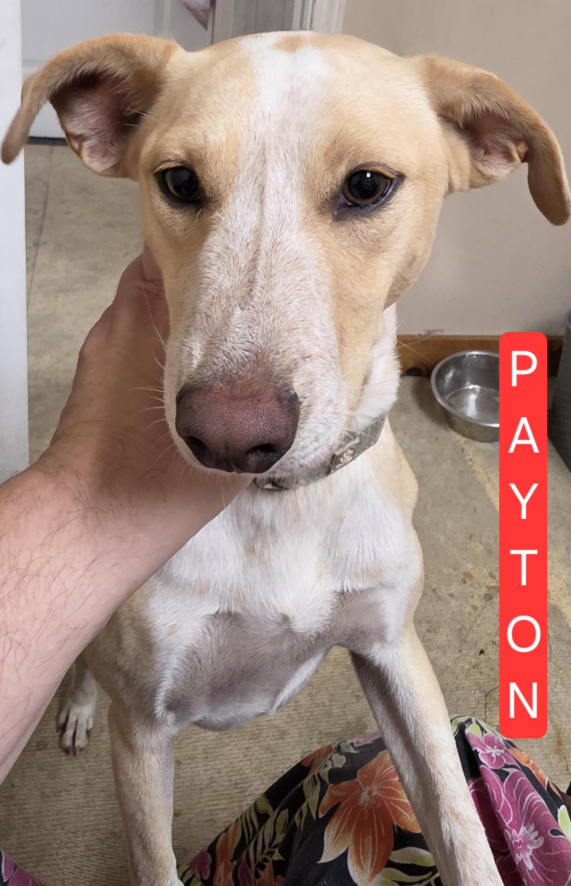 Enlarge Payton, a Adoptable mixed breed in LaGrange, IN image 3/6