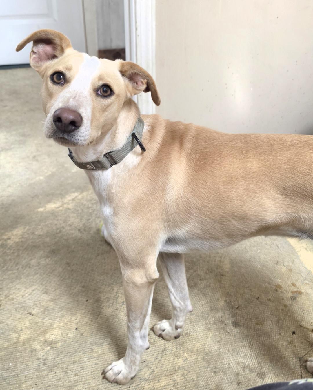 Enlarge Payton, a Adoptable mixed breed in LaGrange, IN image 1/6
