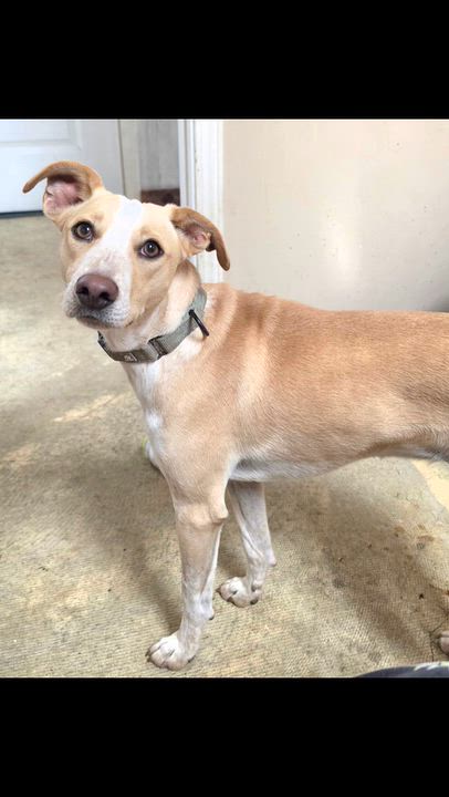 Enlarge Payton, a Adoptable mixed breed in LaGrange, IN video 6/6