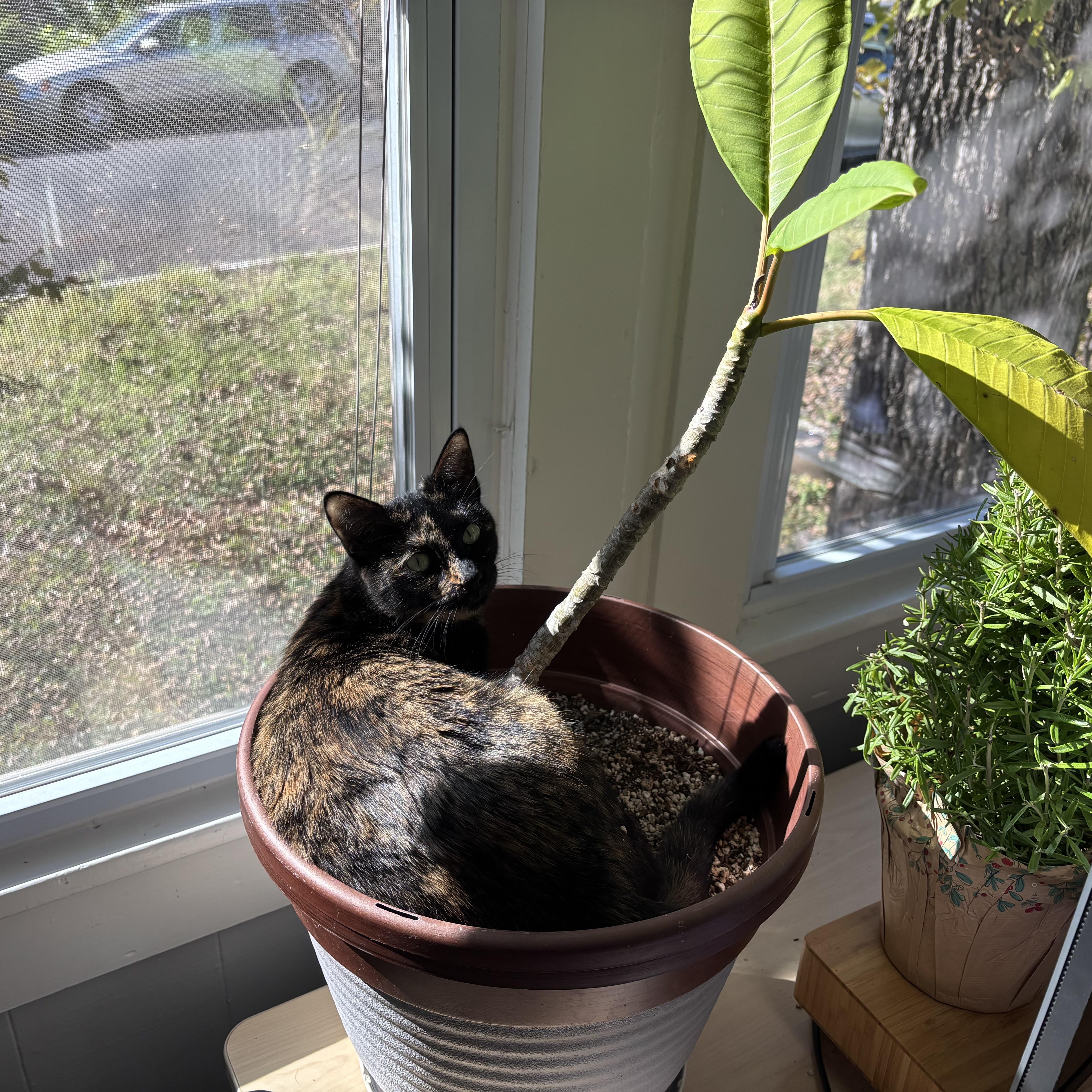 Enlarge Ember, a Adoptable American Shorthair in Austin, TX image 2/5