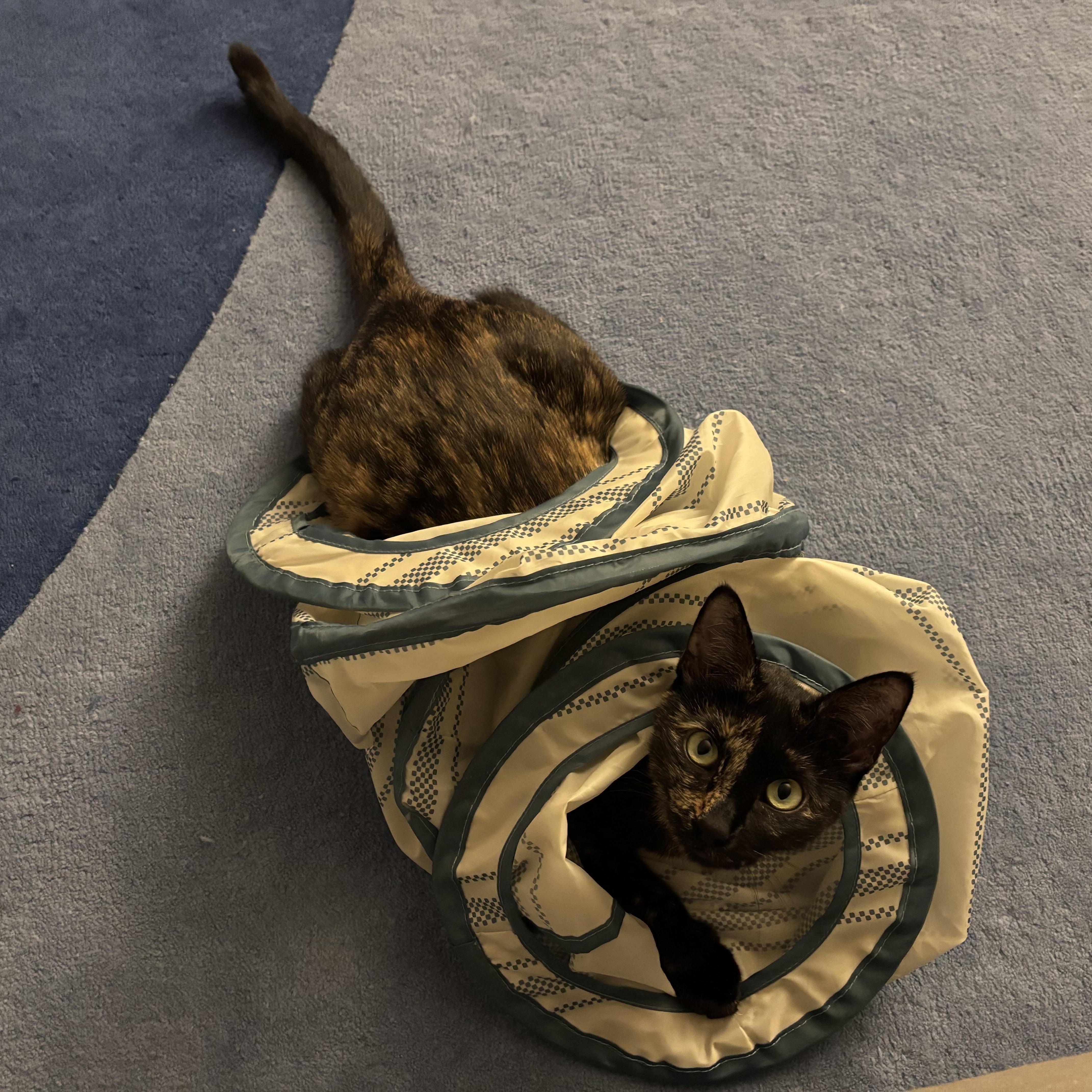 Enlarge Ember, a Adoptable American Shorthair in Austin, TX image 3/5