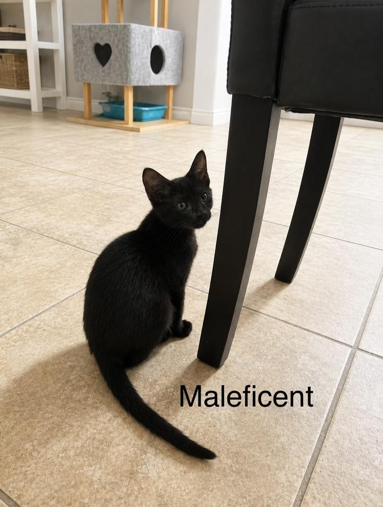 Enlarge Maleficent, a Adoptable mixed breed in Groveland, MA image 1/4