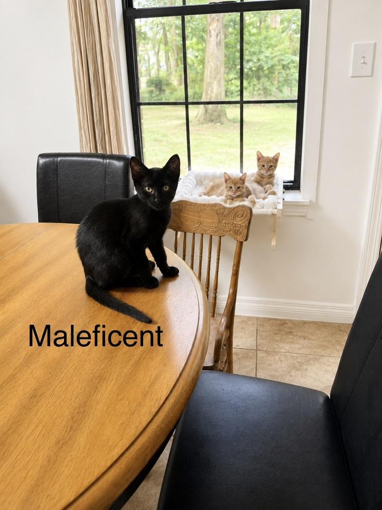 Enlarge Maleficent, a Adoptable mixed breed in Groveland, MA image 2/4