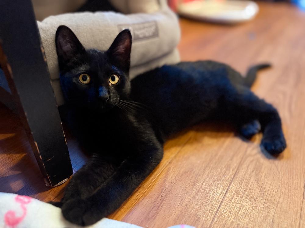 Enlarge Maleficent, a Adoptable mixed breed in Groveland, MA image 3/4