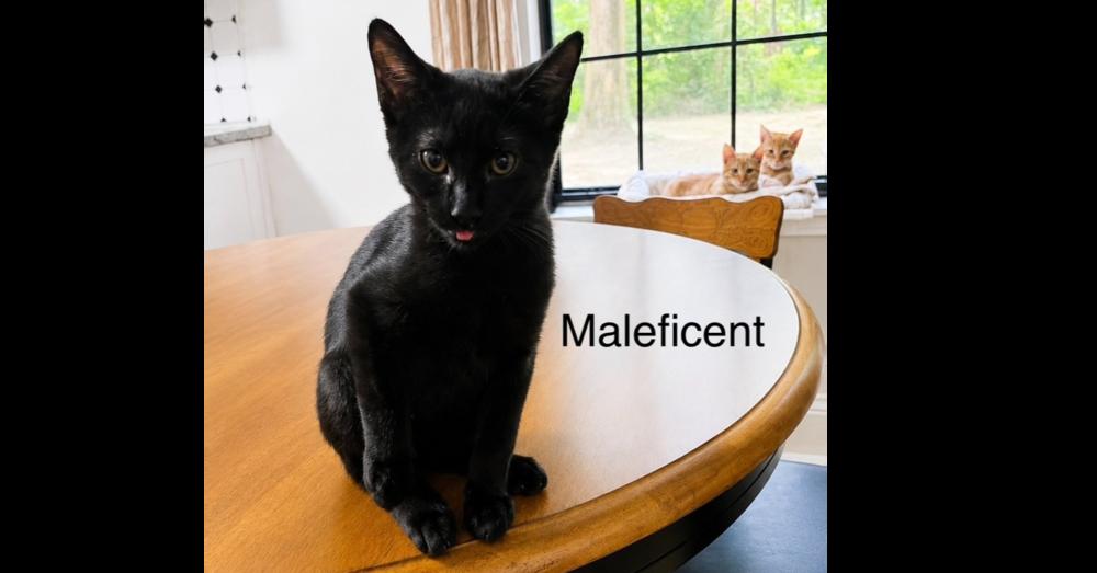 Enlarge Maleficent, a Adoptable mixed breed in Groveland, MA image 4/4