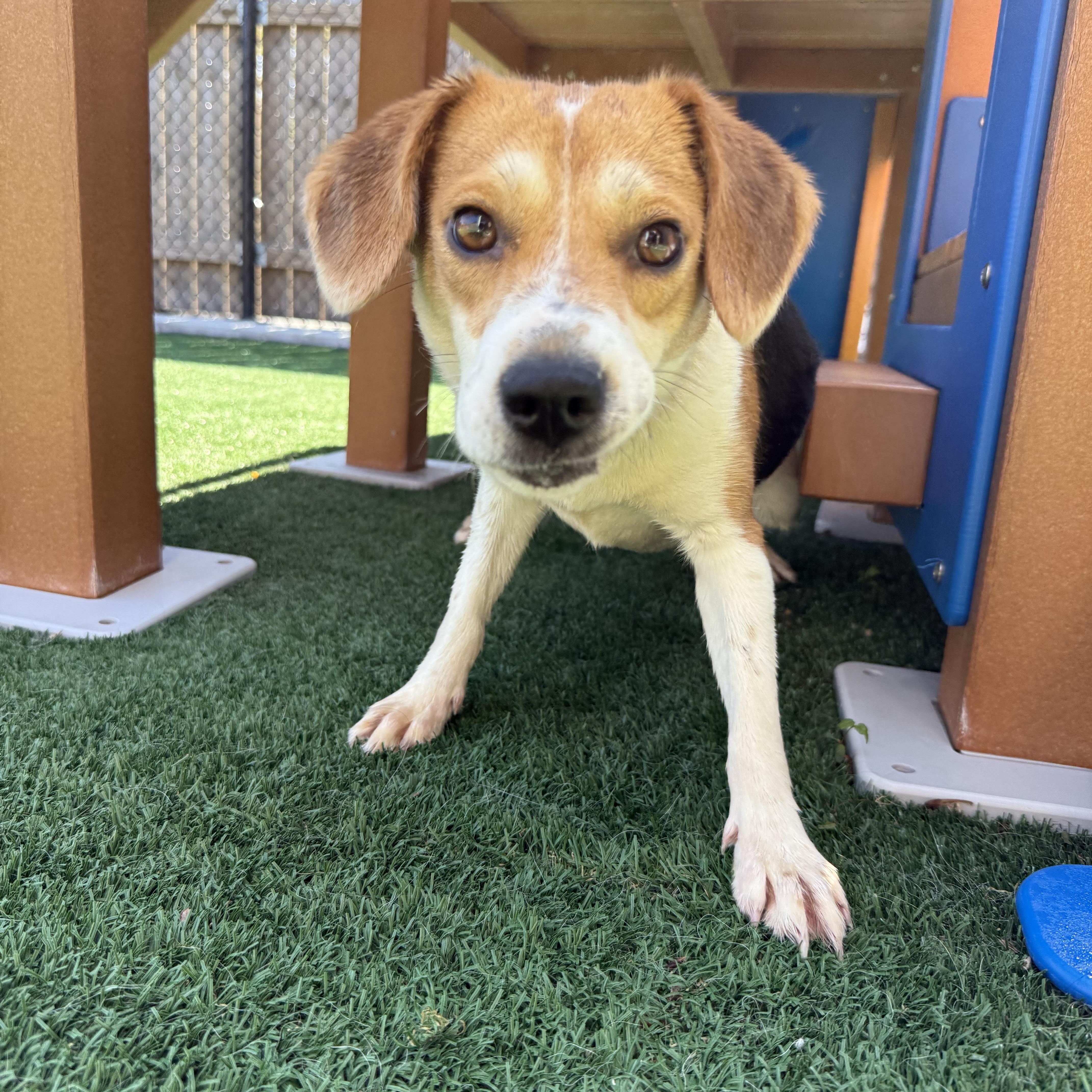 Enlarge Sugar, a Adopted Beagle in Sellersburg, IN image 1/3