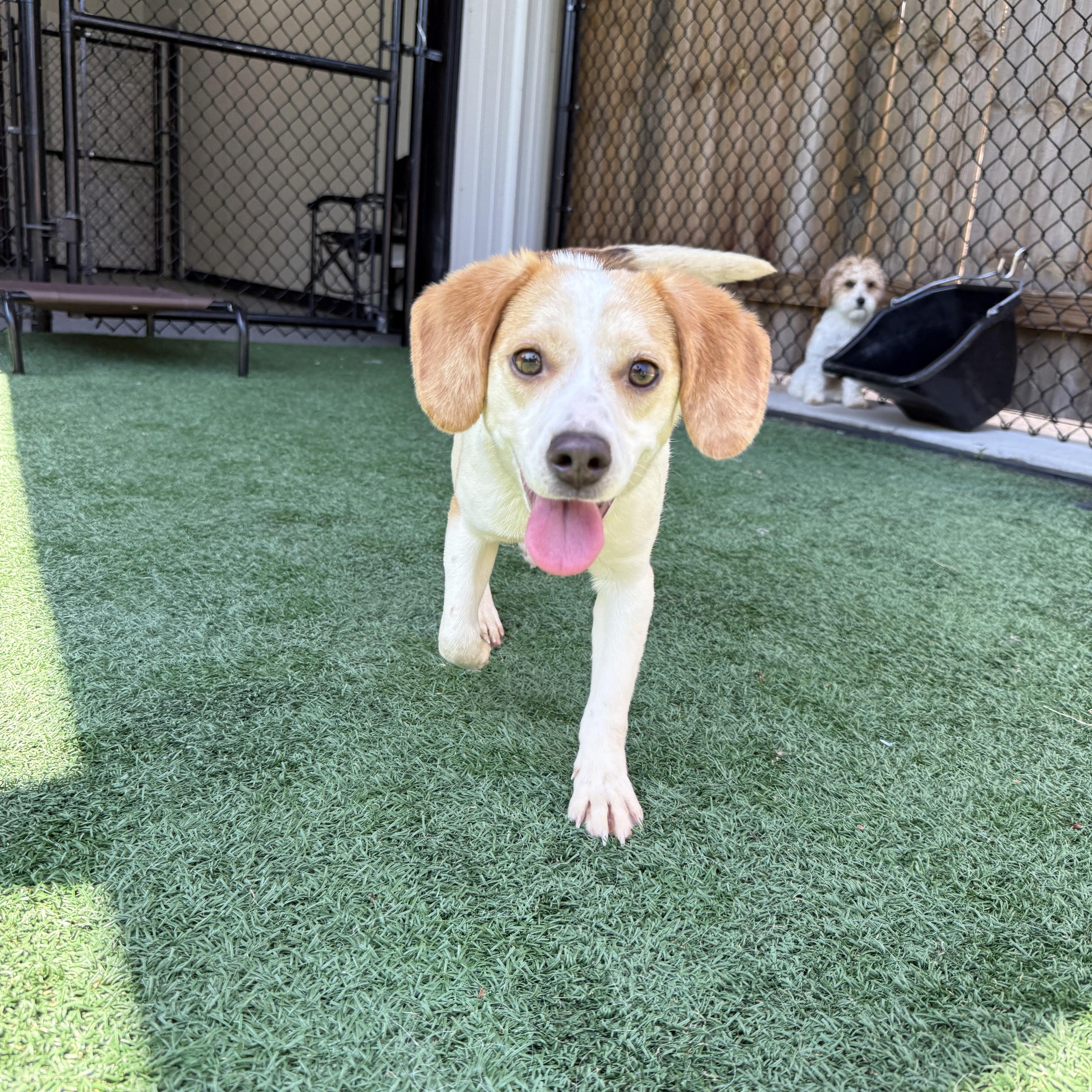 Enlarge Sugar, a Adopted Beagle in Sellersburg, IN image 2/3