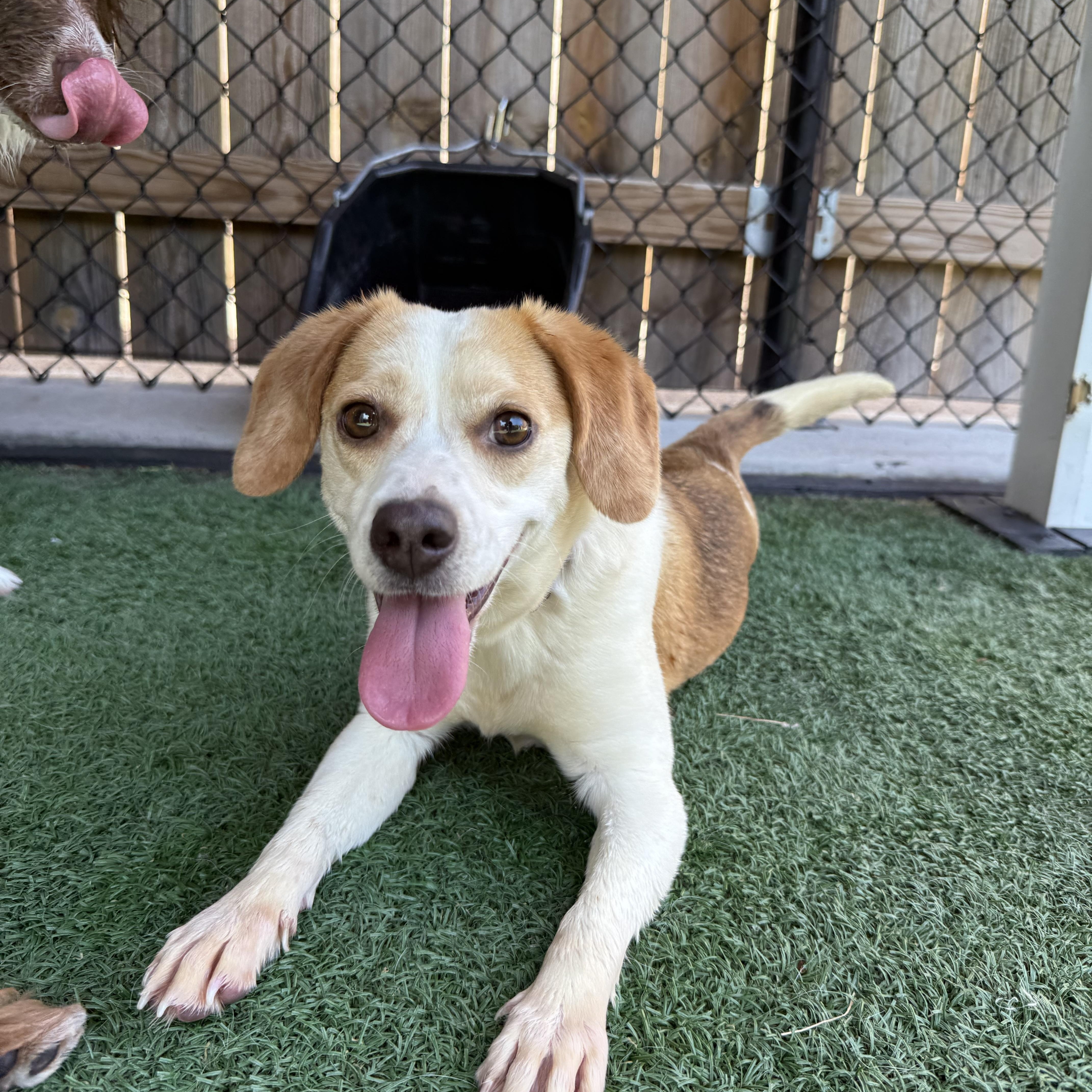 Enlarge Sugar, a Adopted Beagle in Sellersburg, IN image 3/3