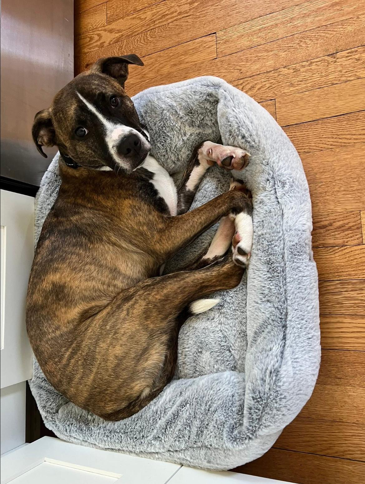 Enlarge Ralphie, a Adopted mixed breed in Asheville, NC image 3/6