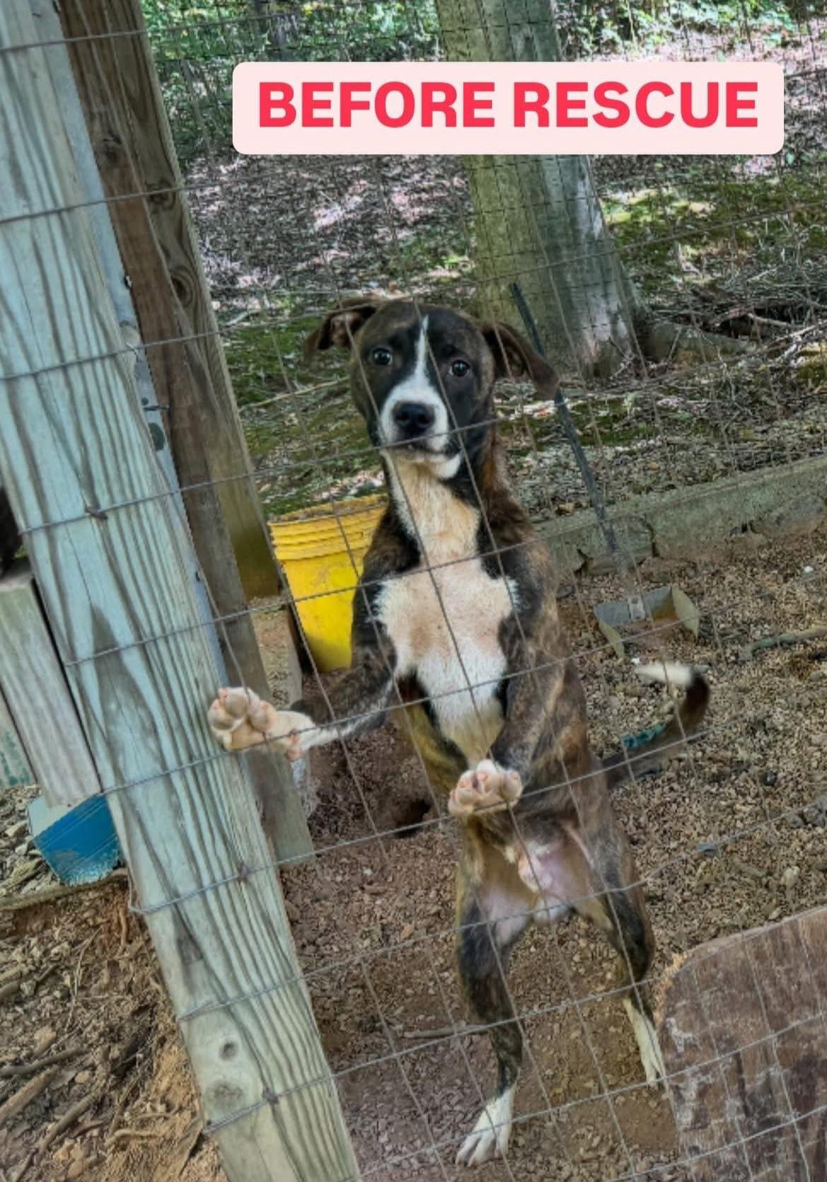Enlarge Ralphie, a Adopted mixed breed in Asheville, NC image 6/6