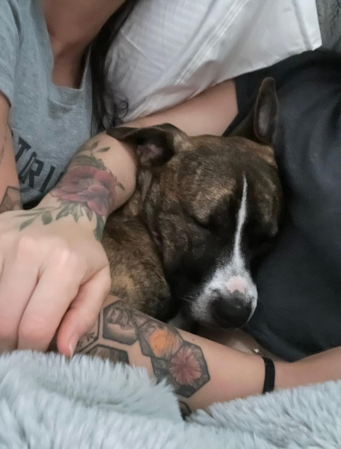 Enlarge Ralphie, a Adopted mixed breed in Asheville, NC image 4/6