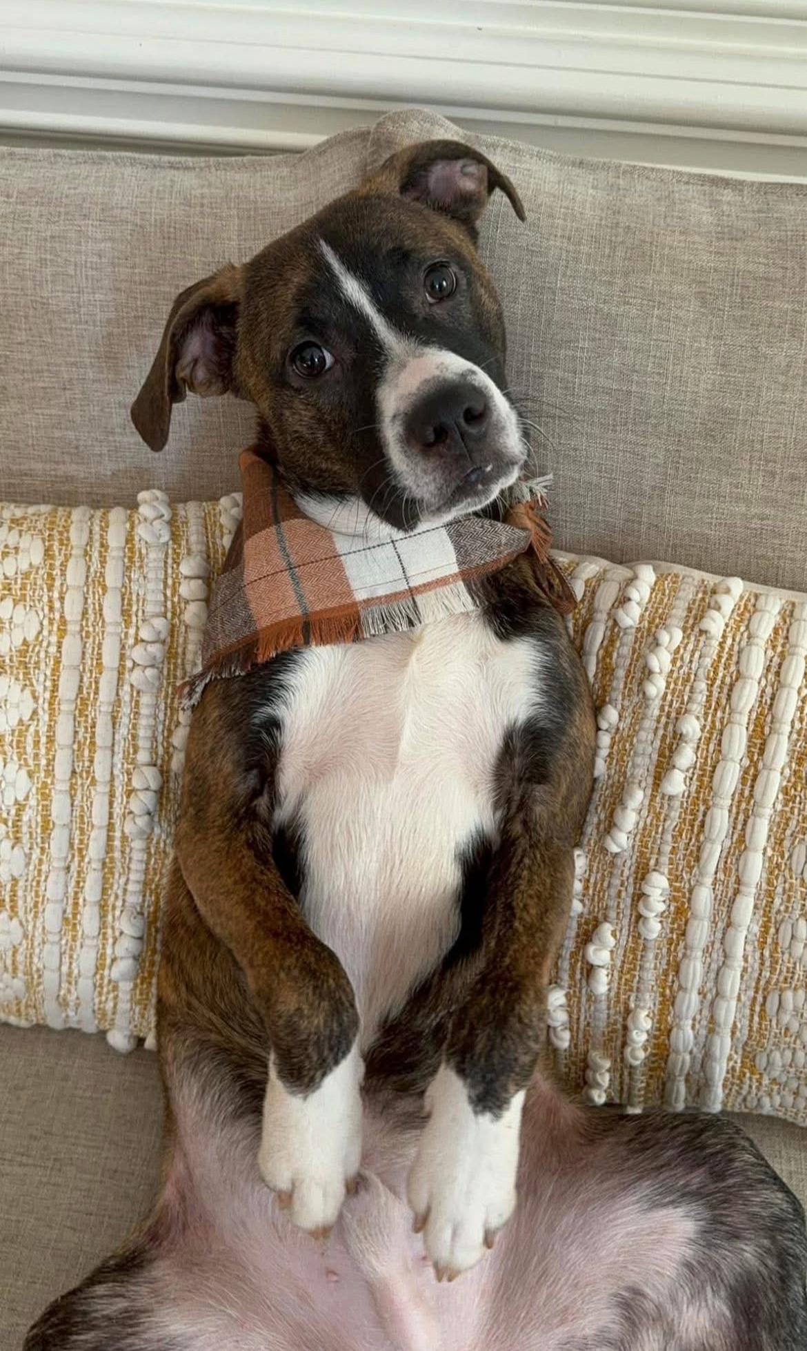 Enlarge Ralphie, a Adopted mixed breed in Asheville, NC image 1/6