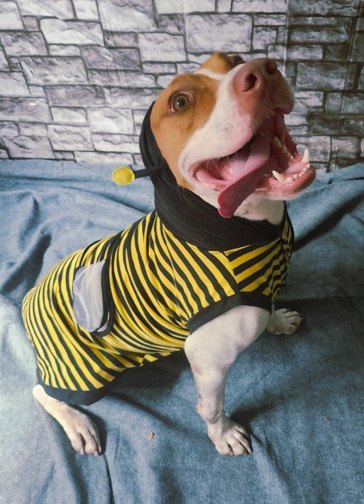 Pebbles, a Adoptable mixed breed in Hardeeville, SC image 3/3