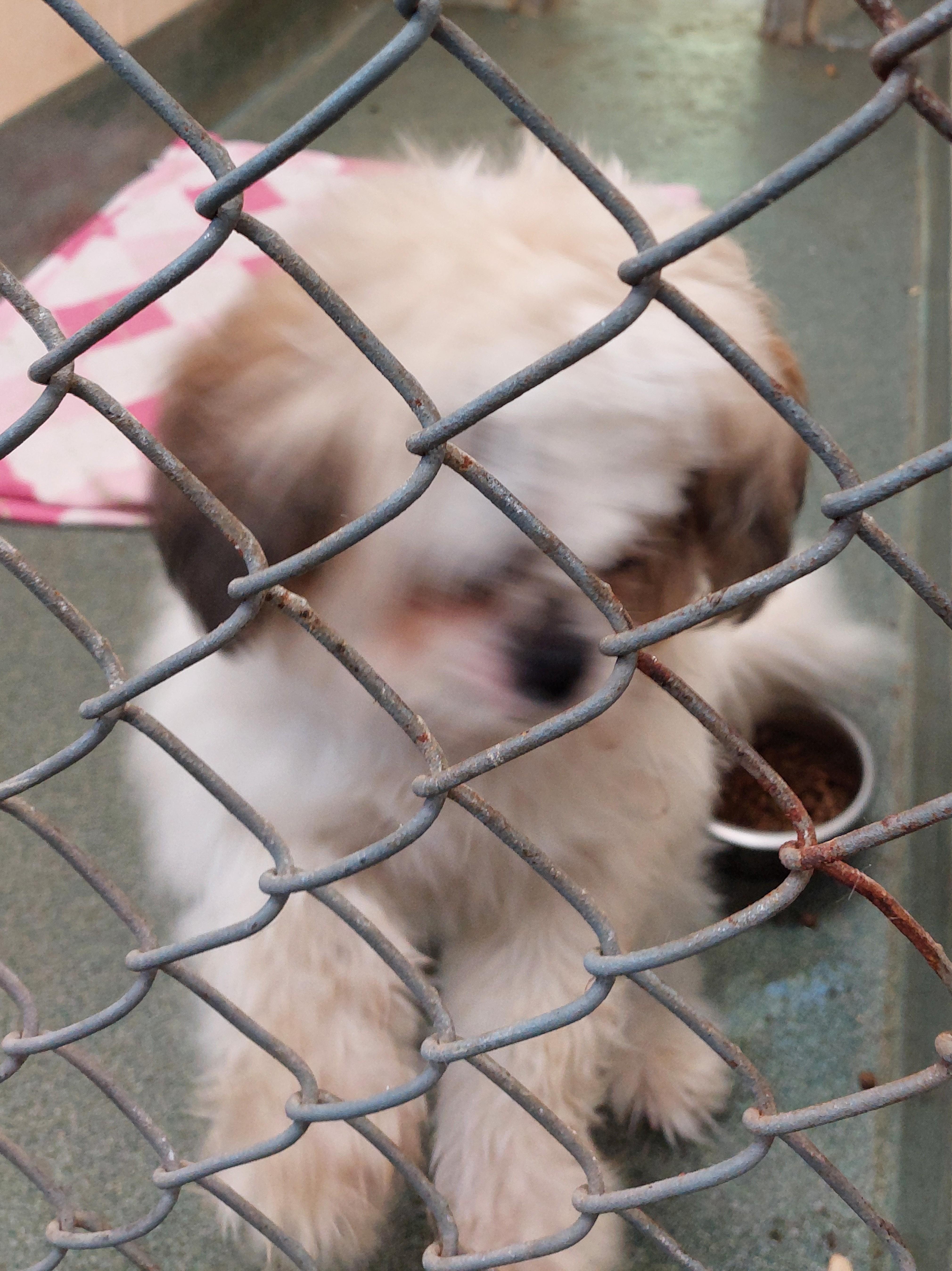 Enlarge Leo, a Adopted mixed breed in Rehoboth, MA image 1/1