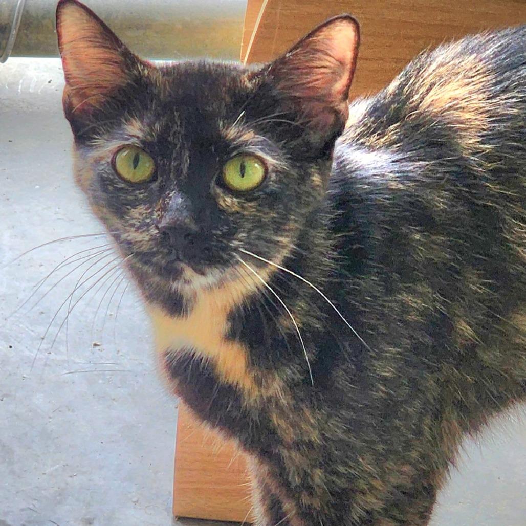 Polarius, Adoptable, Adult Female Domestic Short Hair.