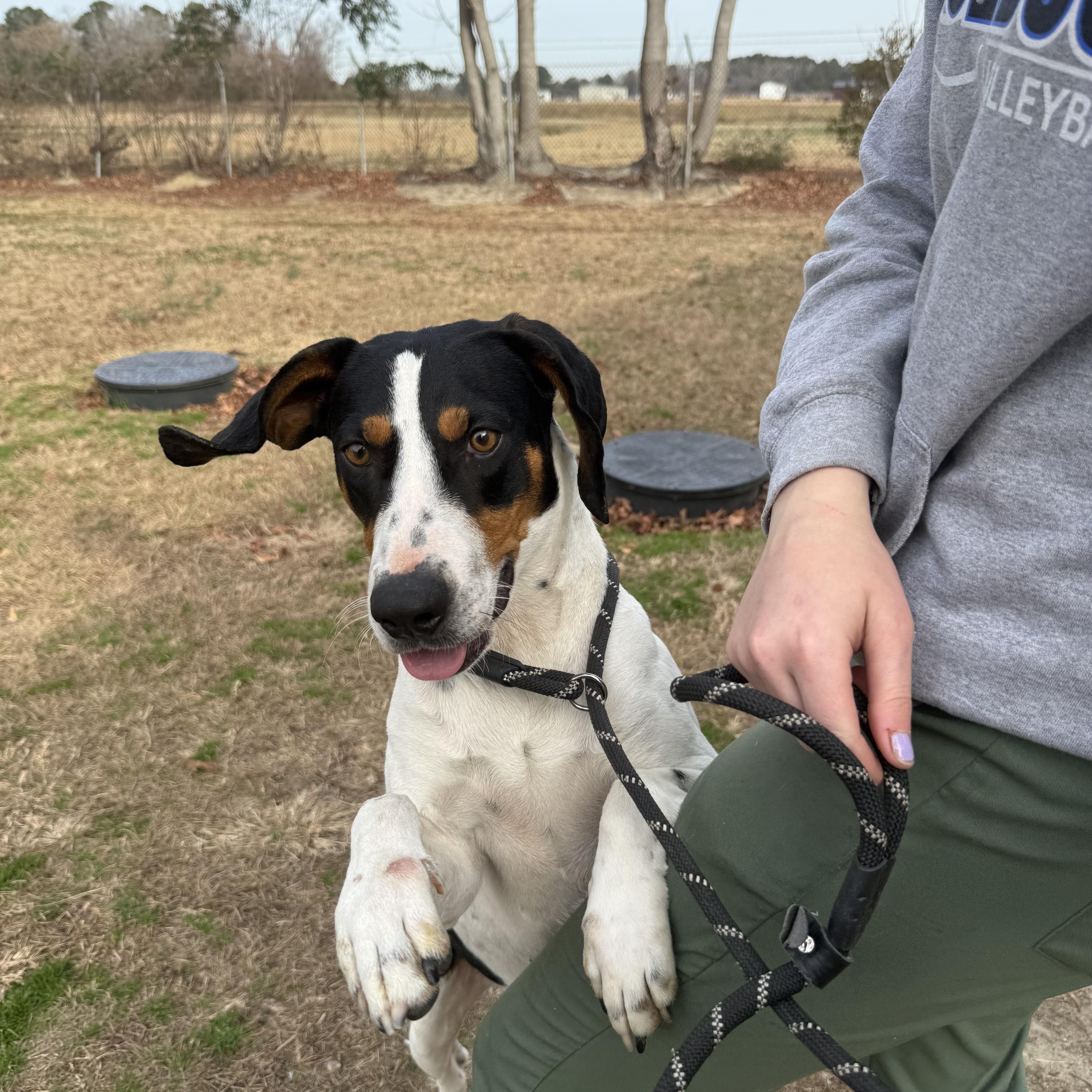Meet Tracker! Abandoned boy just looking for someone to love!, Adoptable, Adult Male Treeing Walker Coonhound.