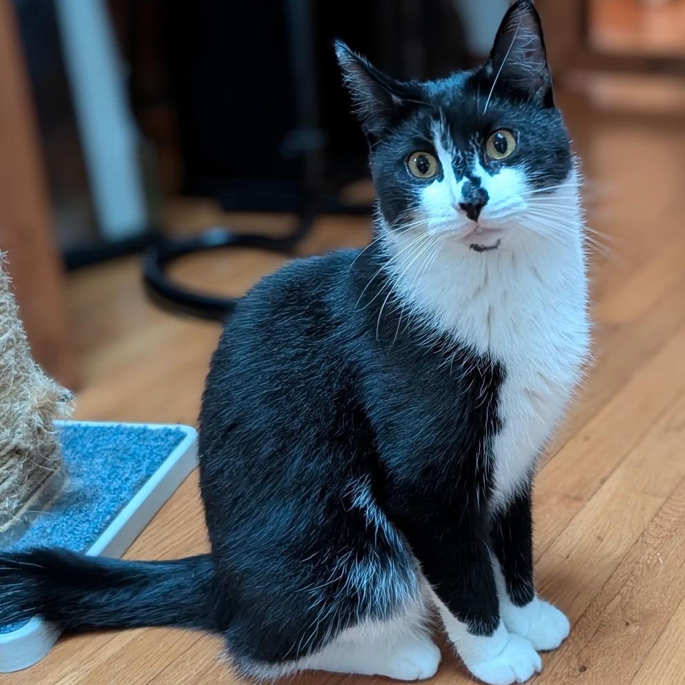 Wayne, Adoptable, Young Male Domestic Short Hair.