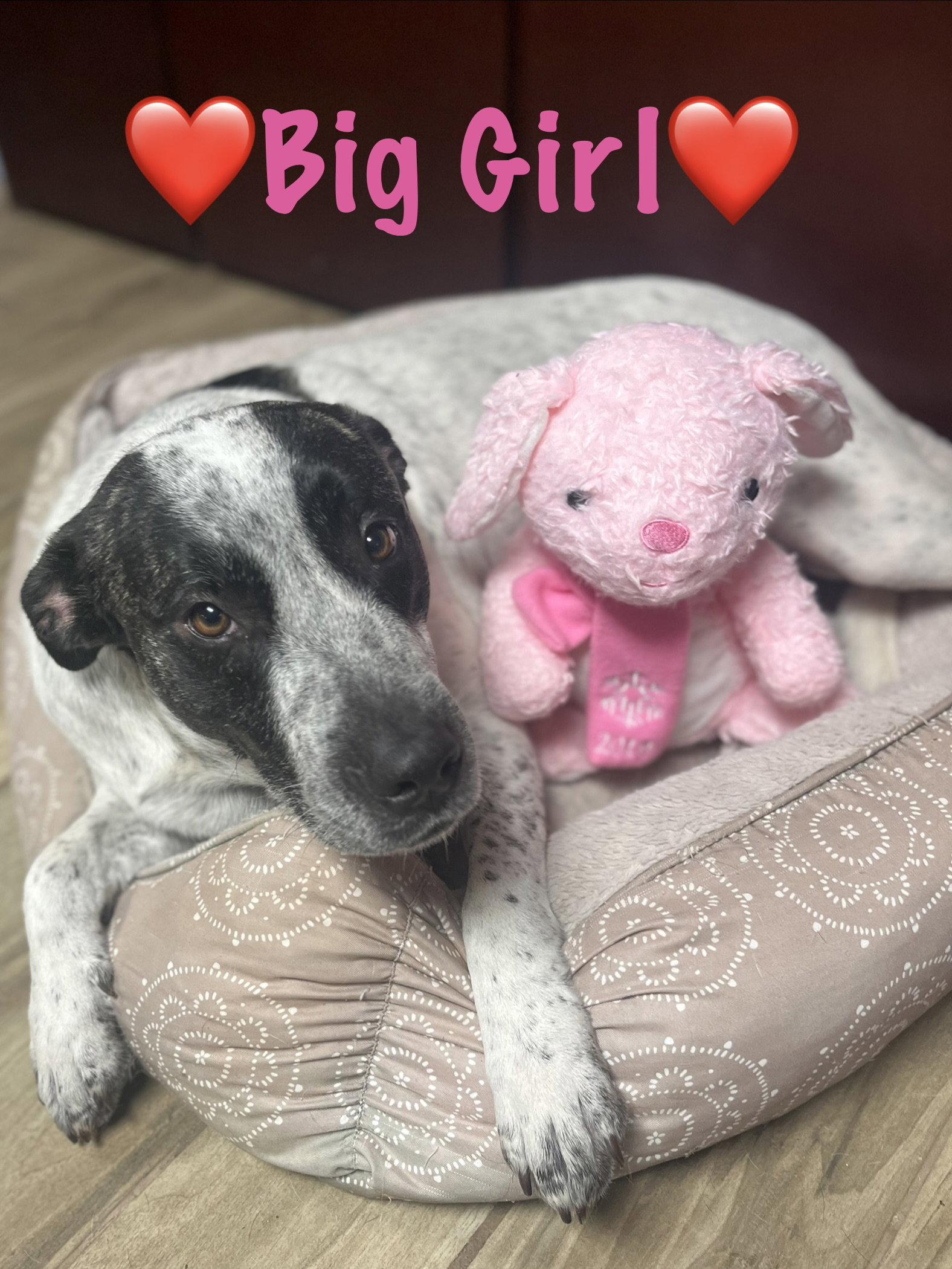 Big Girl, Adopted, Adult Female Labrador Retriever & Catahoula Leopard Dog.