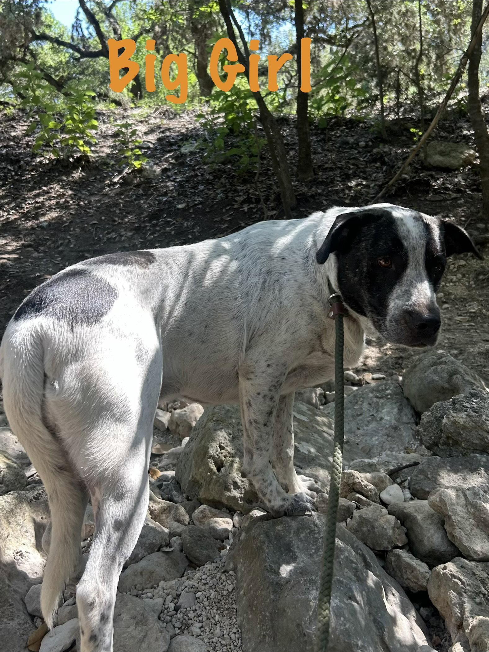 Enlarge Big Girl, a Adopted mixed breed in Pipe Creek, TX image 3/3