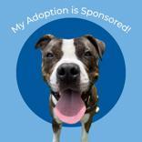 Kong, ADOPTABLE, Young Male Pit Bull Terrier.