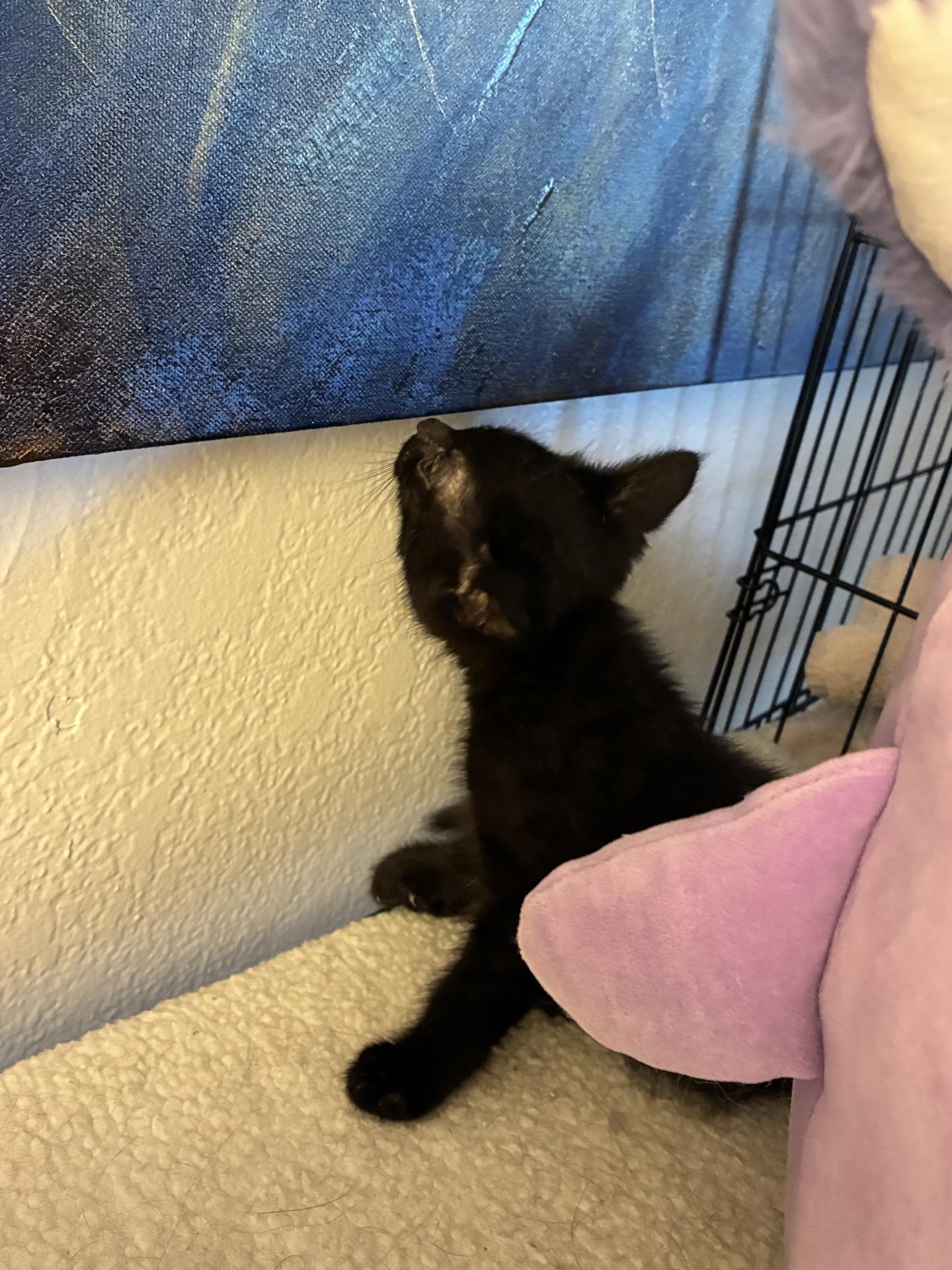 Enlarge Little Foot, an adopted Domestic Short Hair in Reno, NV image 2/2