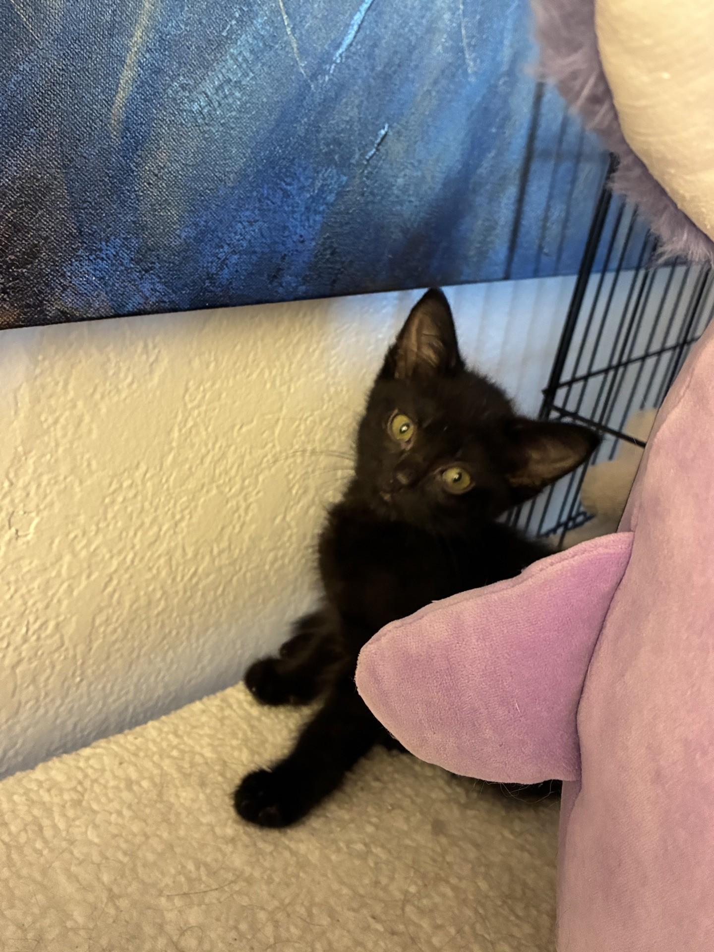 Enlarge Little Foot, an adopted Domestic Short Hair in Reno, NV image 1/2