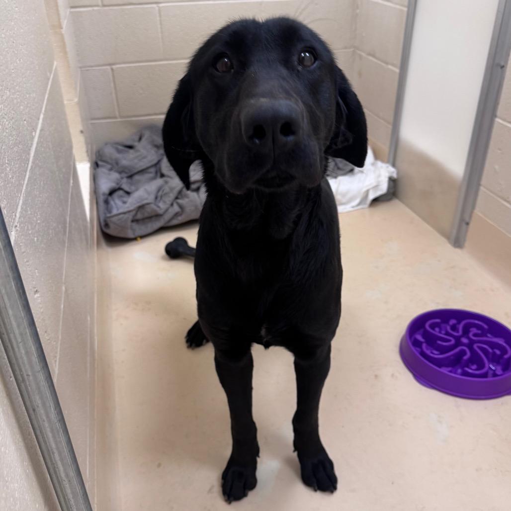 Enlarge Velvet, a Adoptable Mixed Breed in Winston-Salem, NC image 2/2