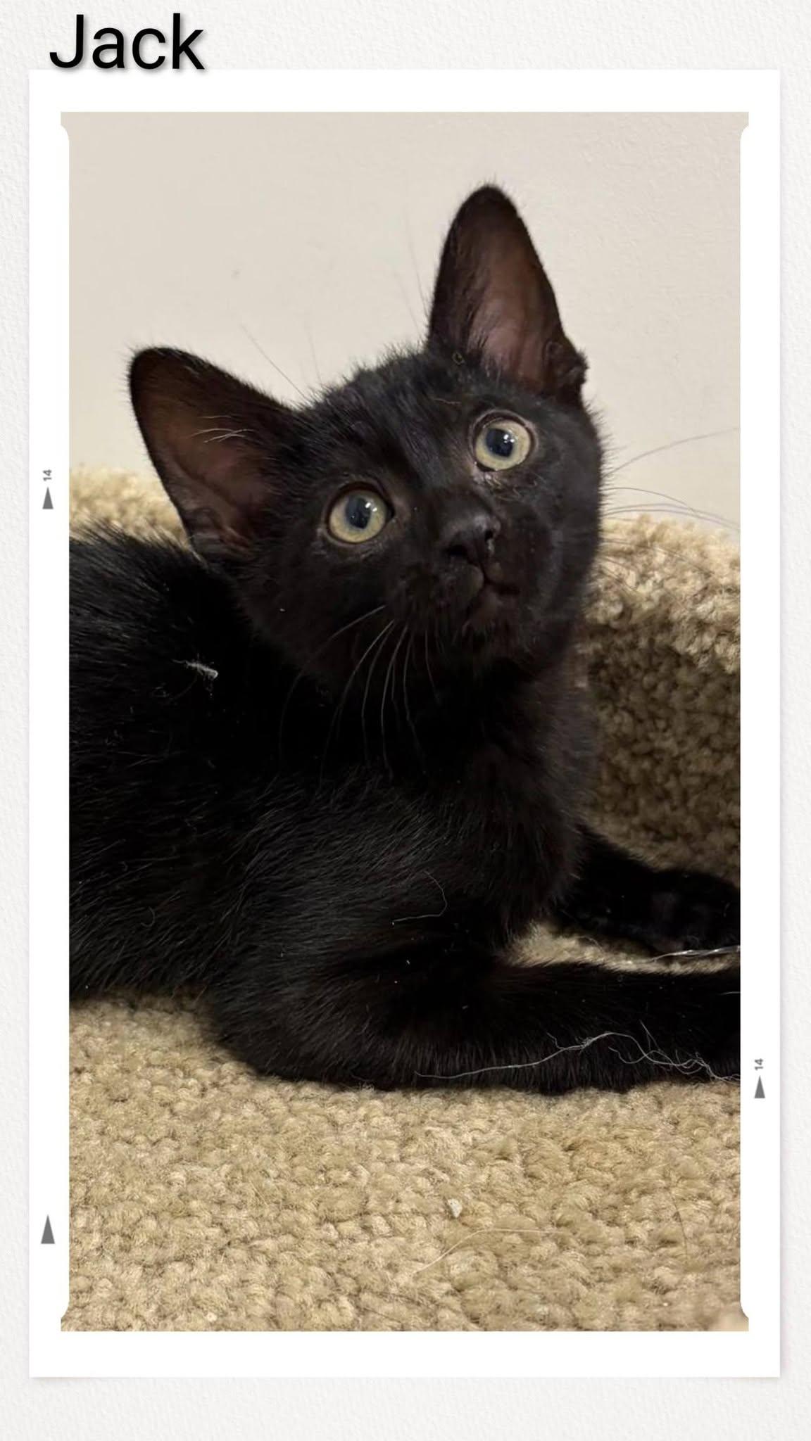 Jack, Adoptable, Young Male Domestic Short Hair.