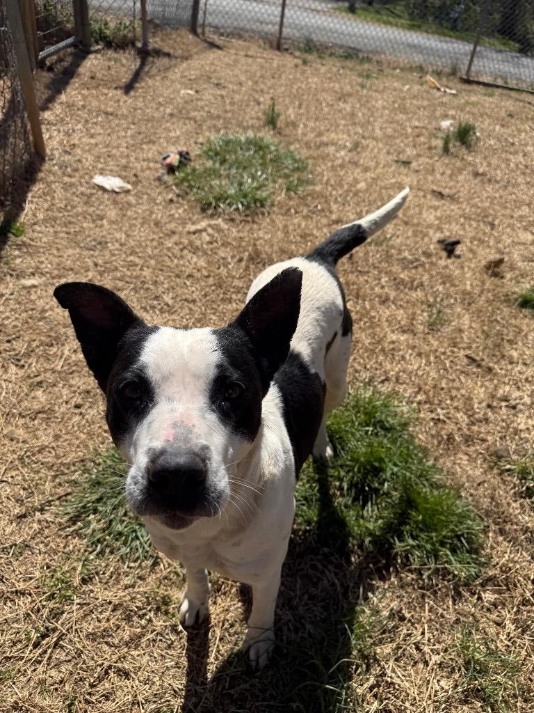 Sister, Adoptable, Adult Female Mixed Breed.
