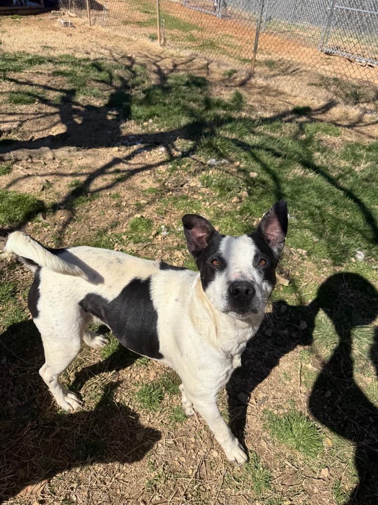 Sister, a Adoptable mixed breed in Lawrenceburg, TN image 2/3
