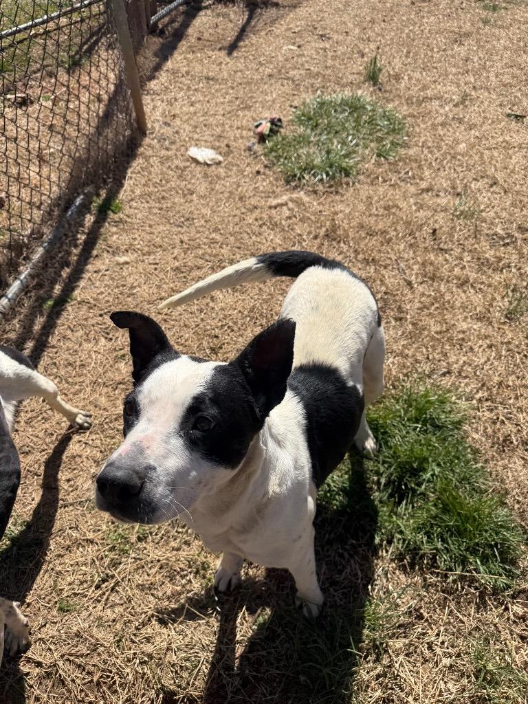 Sister, a Adoptable mixed breed in Lawrenceburg, TN image 3/3