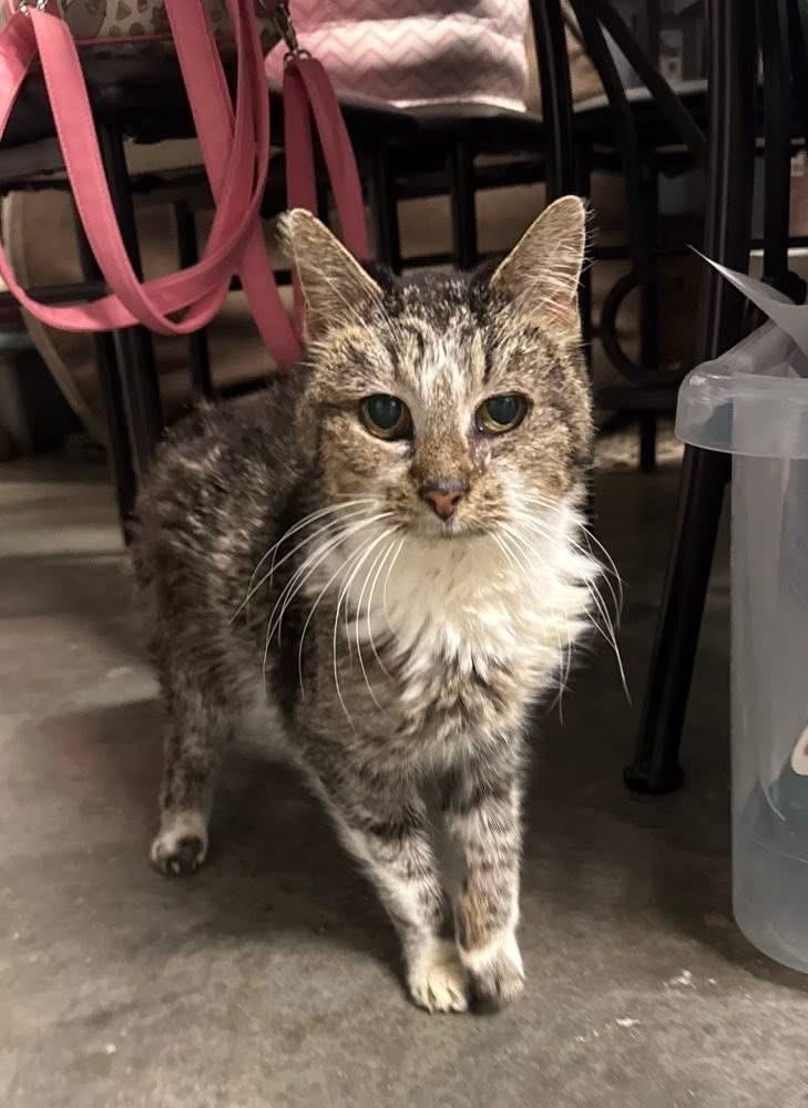 Enlarge Josie, a ADOPTABLE mixed breed in Blair, NE image 1/1