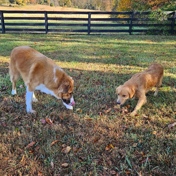 Marlo #7390, Adoptable, Young Female Golden Retriever.