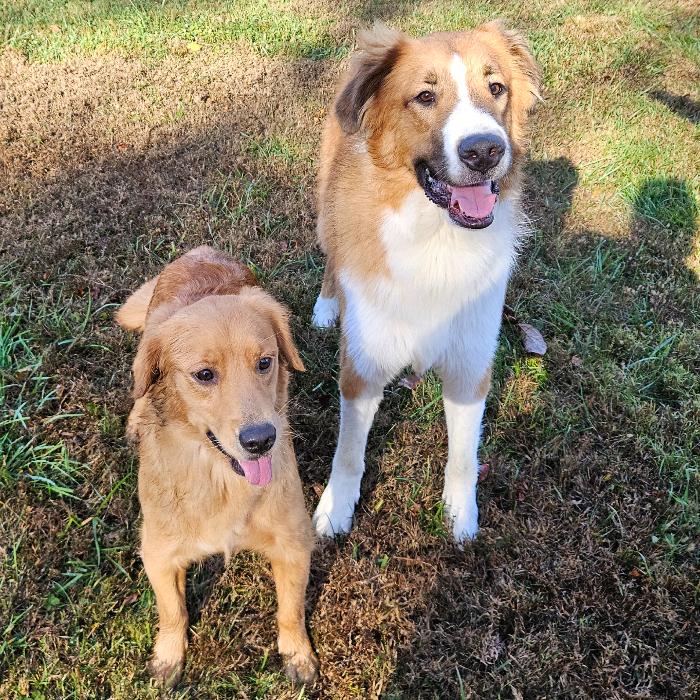 Marlo #7390, a Adoptable Golden Retriever in Louisville, KY image 3/6