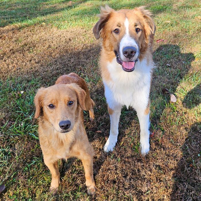 Marlo #7390, a Adoptable Golden Retriever in Louisville, KY image 4/6