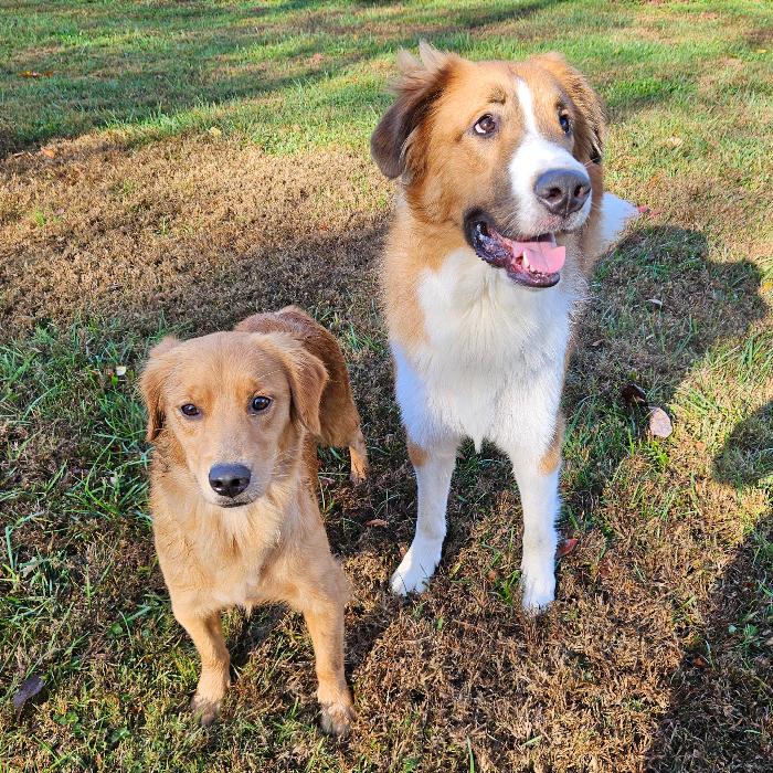 Marlo #7390, a Adoptable Golden Retriever in Louisville, KY image 5/6