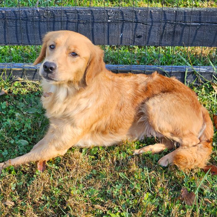 Marlo #7390, a Adoptable Golden Retriever in Louisville, KY image 6/6