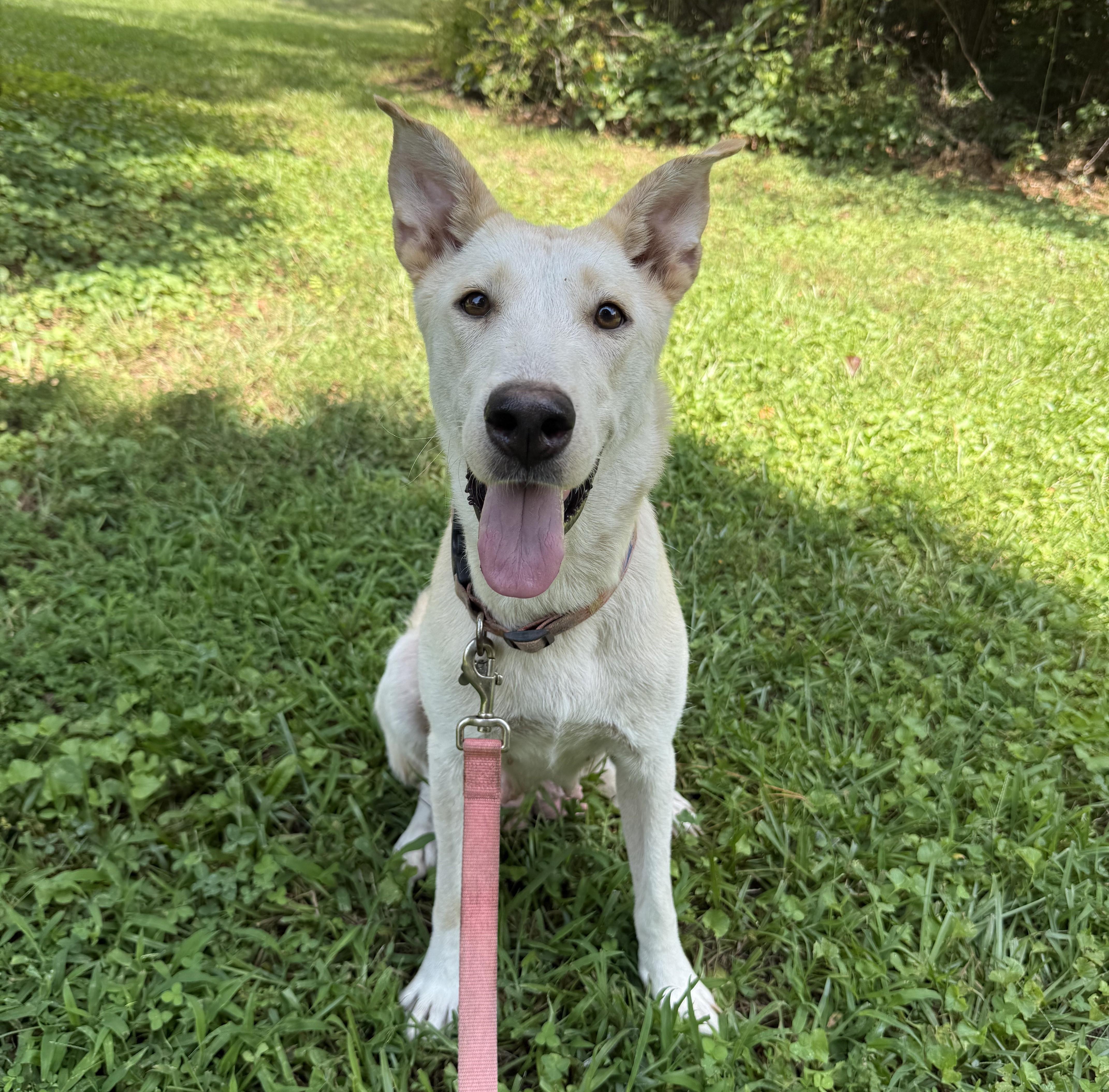Enlarge Paisley, a Adoptable mixed breed in Rochester, NY image 1/6