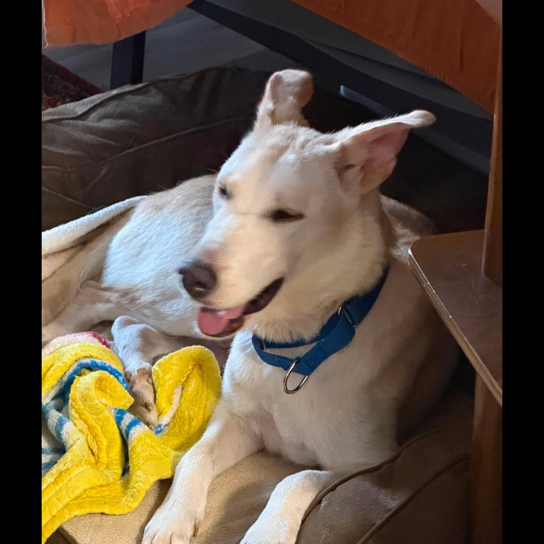 Enlarge Paisley, a Adoptable mixed breed in Rochester, NY image 2/6