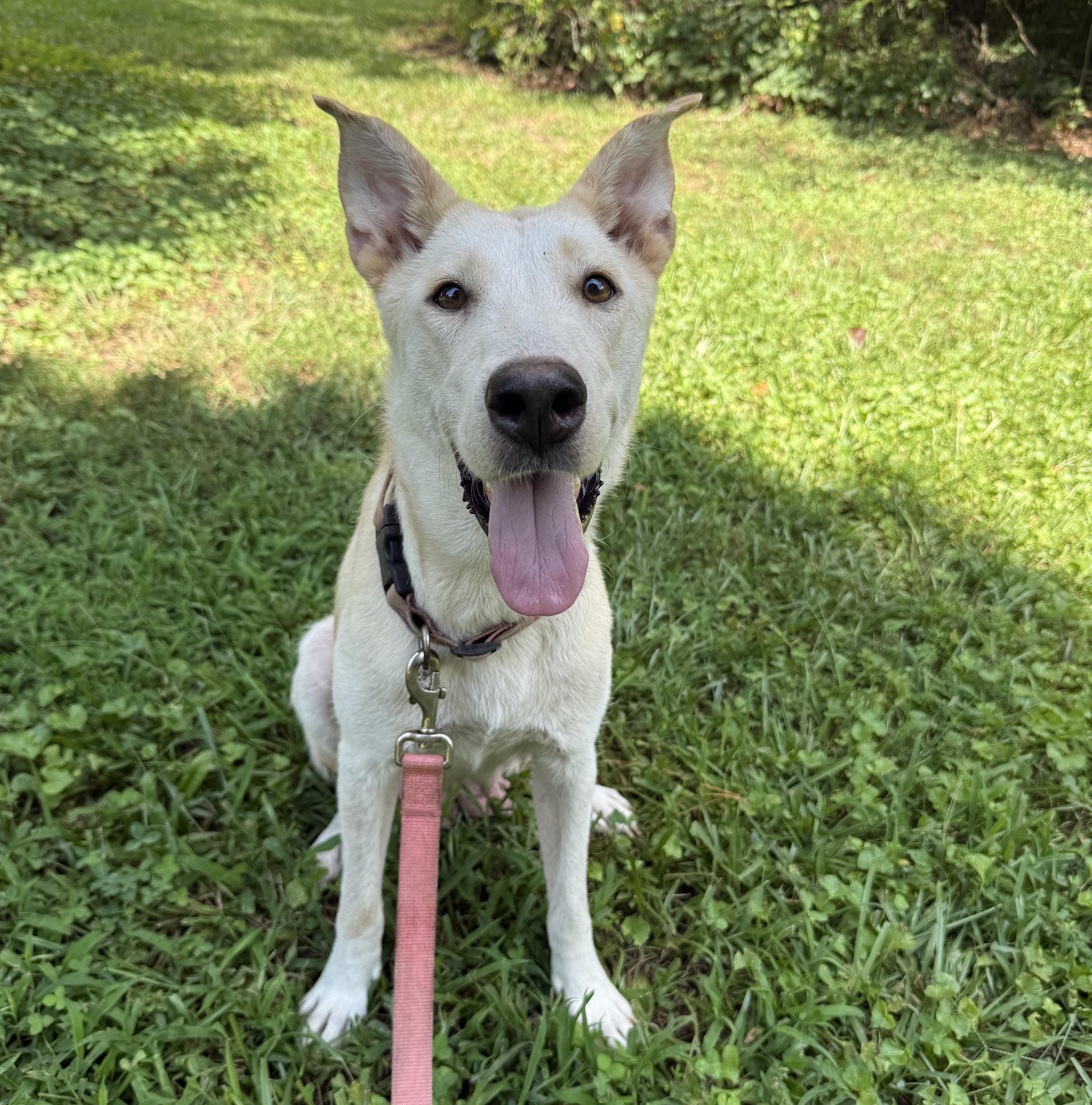 Enlarge Paisley, a Adoptable mixed breed in Rochester, NY image 4/6