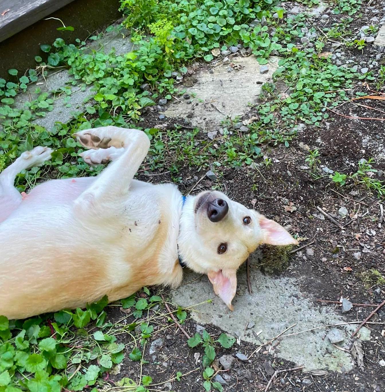 Enlarge Paisley, a Adoptable mixed breed in Rochester, NY image 3/6